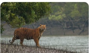 Sundarbans